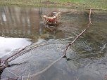 Einkaufswagen im Fluss (Foto: Peter Blei) Einkaufswagen im Fluss (Foto: Peter Blei)