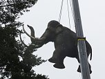 Das Mammut ist umgezogen (Foto: nnz)