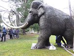 Das Mammut ist umgezogen (Foto: nnz)