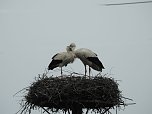 Fr&uuml;hling im Storchennest (Foto: Peter Blei)