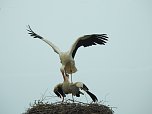 Fr&uuml;hling im Storchennest (Foto: Peter Blei)