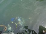 Schnuppertauchen beim TSC Neptun (Foto: privat)