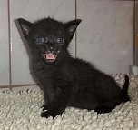 20 Kätzchen warten im Nordhäuser Katzenhaus auf ein neues zu Hause (Foto: Tierschutz Nordhausen e.V) 20 Kätzchen warten im Nordhäuser Katzenhaus auf ein neues zu Hause (Foto: Tierschutz Nordhausen e.V)