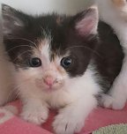 20 Kätzchen warten im Nordhäuser Katzenhaus auf ein neues zu Hause (Foto: Tierschutz Nordhausen e.V) 20 Kätzchen warten im Nordhäuser Katzenhaus auf ein neues zu Hause (Foto: Tierschutz Nordhausen e.V)