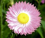 Blühende Landschaften in der Töpferstraße (Foto: Peter Blei) Blühende Landschaften in der Töpferstraße (Foto: Peter Blei)