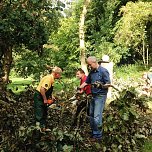 Ordentlich angepackt - acht Mitglieder des Ahornparkvereins schafften den alten Baumriesen aus dem Weg (Foto: Ahornpark Ilfeld e.V.) Ordentlich angepackt - acht Mitglieder des Ahornparkvereins schafften den alten Baumriesen aus dem Weg (Foto: Ahornpark Ilfeld e.V.)