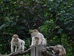 Gleich 12 mal konnte man sich im Affenwald auf dem Straußberg über Nachwuchs freuen (Foto: Peter Blei) Gleich 12 mal konnte man sich im Affenwald auf dem Straußberg über Nachwuchs freuen (Foto: Peter Blei)