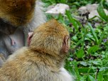 Gleich 12 mal konnte man sich im Affenwald auf dem Straußberg über Nachwuchs freuen (Foto: Peter Blei) Gleich 12 mal konnte man sich im Affenwald auf dem Straußberg über Nachwuchs freuen (Foto: Peter Blei)