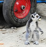 Gleich 12 mal konnte man sich im Affenwald auf dem Straußberg über Nachwuchs freuen (Foto: Peter Blei) Gleich 12 mal konnte man sich im Affenwald auf dem Straußberg über Nachwuchs freuen (Foto: Peter Blei)