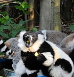 Gleich 12 mal konnte man sich im Affenwald auf dem Straußberg über Nachwuchs freuen (Foto: Peter Blei) Gleich 12 mal konnte man sich im Affenwald auf dem Straußberg über Nachwuchs freuen (Foto: Peter Blei)