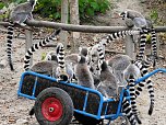 Gleich 12 mal konnte man sich im Affenwald auf dem Straußberg über Nachwuchs freuen (Foto: Peter Blei) Gleich 12 mal konnte man sich im Affenwald auf dem Straußberg über Nachwuchs freuen (Foto: Peter Blei)