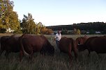 Auf den Spuren des Harzer Roten Höhenviehs (Foto: Kurt Frank) Auf den Spuren des Harzer Roten Höhenviehs (Foto: Kurt Frank)