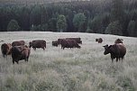 Auf den Spuren des Harzer Roten Höhenviehs (Foto: Kurt Frank) Auf den Spuren des Harzer Roten Höhenviehs (Foto: Kurt Frank)