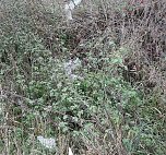 Vom Wanderweg zur M&uuml;lldeponie (Foto: privat)