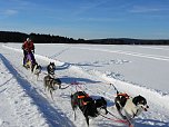 Schlittenhunderennen in Benneckenstein (Foto: Peter Blei)