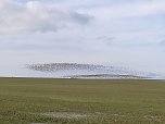 "Invasion" der Wildg&auml;nse (Foto: K. Berndt)