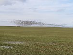 "Invasion" der Wildg&auml;nse (Foto: K. Berndt)
