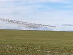 "Invasion" der Wildg&auml;nse (Foto: K. Berndt)