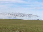 "Invasion" der Wildg&auml;nse (Foto: K. Berndt)