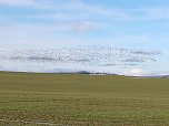 "Invasion" der Wildg&auml;nse (Foto: K. Berndt)