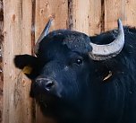 Peter Blei besucht die Büffel (Foto: Peter Blei) Peter Blei besucht die Büffel (Foto: Peter Blei)