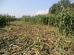 Schwarzwild kann erhebliche Schäden anrichten. Hier wühlte es in einem Maisfeld. (Foto: Torsten Meißner) Schwarzwild kann erhebliche Schäden anrichten. Hier wühlte es in einem Maisfeld. (Foto: Torsten Meißner)