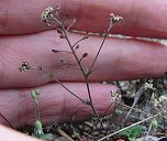 Erhalt der Zwerg-Steppenkresse (Hornungia petraea) (Foto: B. Schwarzberg) Erhalt der Zwerg-Steppenkresse (Hornungia petraea) (Foto: B. Schwarzberg)