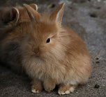 Besuch auf dem Possen (Foto: Peter Blei)
