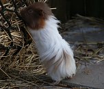 Besuch auf dem Possen (Foto: Peter Blei)
