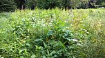 Unkrautdschungel im Stadtpark. (Foto: Kurt Frank)