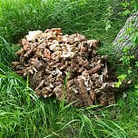 Schlachtabf&auml;lle entsorgt (Foto: privat)