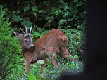 Tierischer Besuch (Foto: J. Wolter)