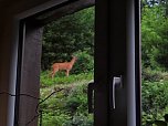 Tierischer Besuch (Foto: J. Wolter)
