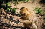 Besuch bei den Affen am Strau&szlig;berg (Foto: Gernot Thelemann)