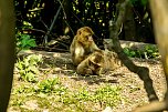 Besuch bei den Affen am Strau&szlig;berg (Foto: Gernot Thelemann)