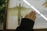 Spinnen- und Insektenschau in Sundhausen (Foto: Angelo Glashagel)