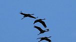 Kraniche im Anflug (Foto: Peter Blei)