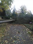 Umgestürzte Bäume auf dem Hauptfriedhof (Foto: L. Hillmann) Umgestürzte Bäume auf dem Hauptfriedhof (Foto: L. Hillmann)