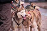 Schlittenhunderennen in Pullmann City II (Foto: Peter Blei) Schlittenhunderennen in Pullmann City II (Foto: Peter Blei)