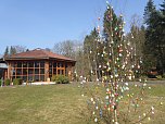 Osterbaum in S&uuml;lzhayn geschm&uuml;ckt (Foto: privat)