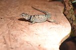 Reptilien Ausstellung (Foto: City Scout Sven G&auml;mkow)