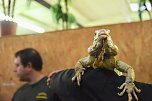 Reptilien Ausstellung (Foto: City Scout Sven G&auml;mkow)