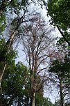 Im Stadtpark sterben B&auml;ume (Foto: Kurt Frank)