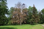 Im Stadtpark sterben B&auml;ume (Foto: Kurt Frank)