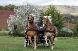 Südharz Rallye für Pferdegespanne (Foto: C. Wilhelm) Südharz Rallye für Pferdegespanne (Foto: C. Wilhelm)