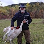 Schwan (Foto: S. Dietzel)