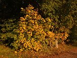 Herbst (Foto: Bernd Thielbeer)