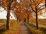 Herbst (Foto: Bernd Thielbeer)
