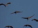 Die letzten Kraniche im Anflug (Foto: Peter Blei) Die letzten Kraniche im Anflug (Foto: Peter Blei)