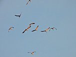 Die letzten Kraniche im Anflug (Foto: Peter Blei) Die letzten Kraniche im Anflug (Foto: Peter Blei)